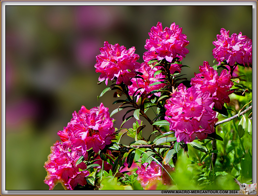 Rhodendrons